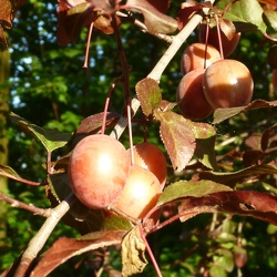 Mirabolano - Prunus cerasifera