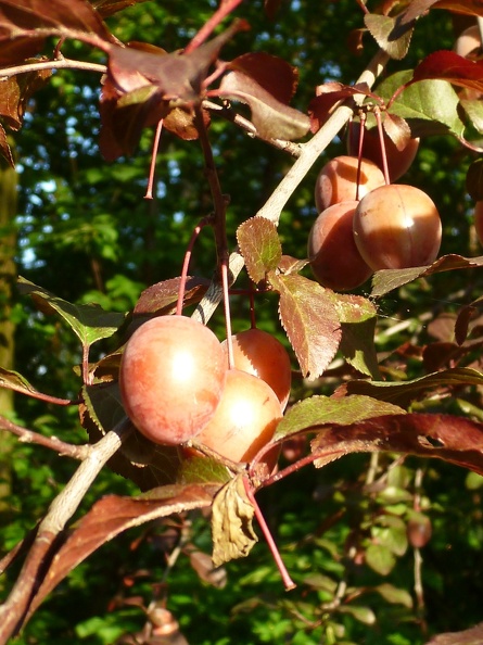 Prunus cerasifera 16 - Groane 2011.jpg