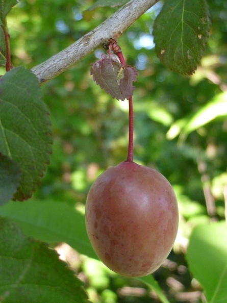 Prunus cerasifera 18 - Groane 2011.jpg