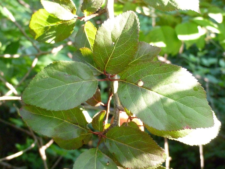 Prunus cerasifera 20 - Groane 2011.jpg