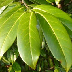Lauroceraso - Prunus laurocerasus