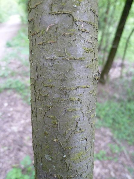 Prunus serotina 03 - Mombello 2011.jpg