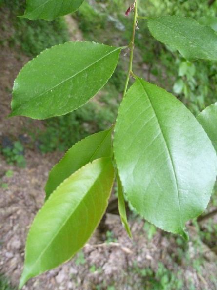 Prunus serotina 04 - Mombello 2011.jpg