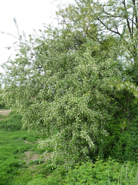 Prunus serotina 10 - Groane 2011.jpg