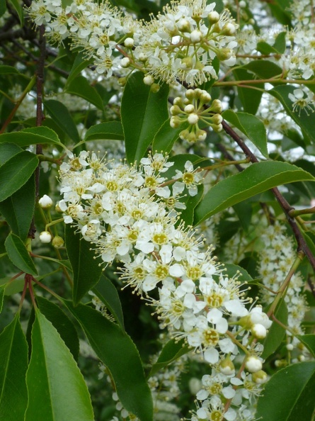 Prunus serotina 11 - Groane 2011.jpg
