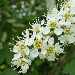Ciliegio nero - Prunus serotina