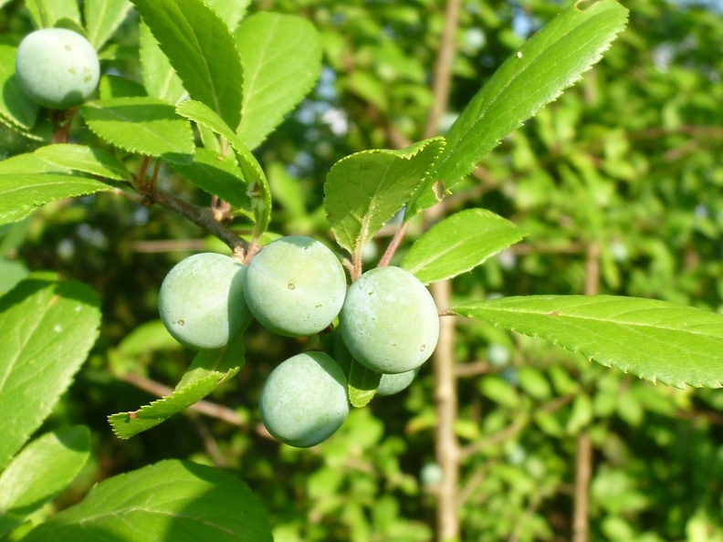 Prunus spinosa 15 - Groane 2011.jpg
