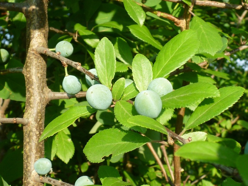 Prunus spinosa 16 - Groane 2011.jpg