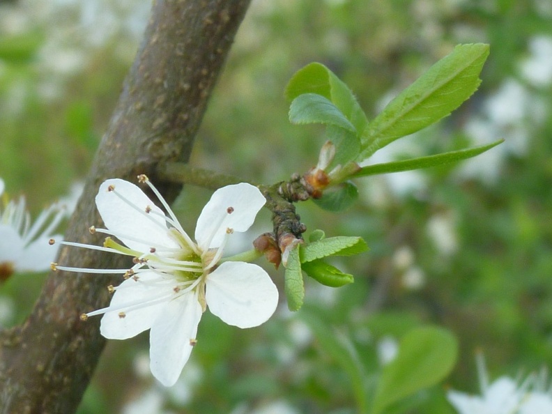 Prunus spinosa 02 - Groane 2011.jpg
