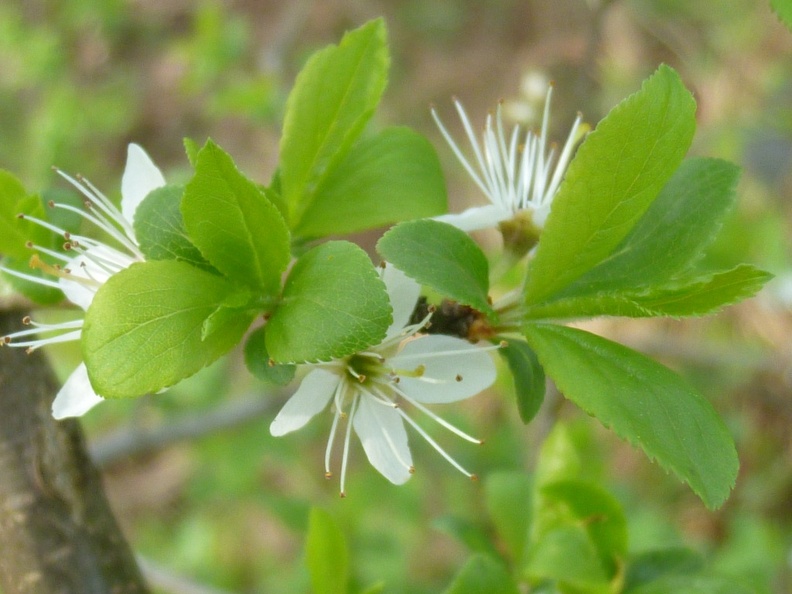 Prunus spinosa 03 - Groane 2011.jpg