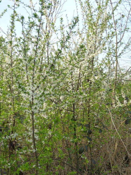 Prunus spinosa 04 - Groane 2011.jpg