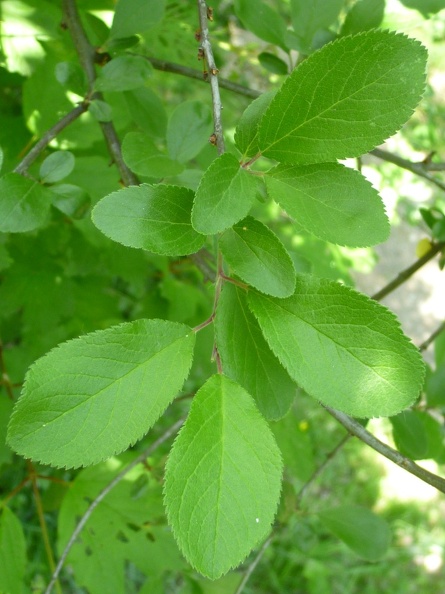 Prunus spinosa 11 - Caloggio 2011.jpg