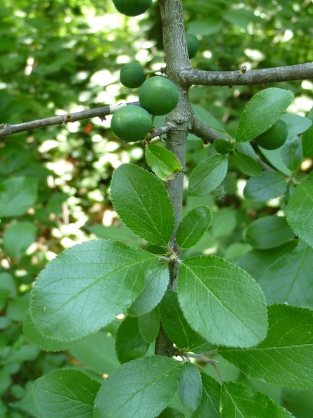 Prunus spinosa 12 - Caloggio 2011.jpg