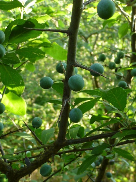 Prunus spinosa 13 - Groane 2011.jpg