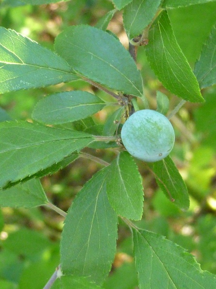 Prunus spinosa 14 - Groane 2011.jpg