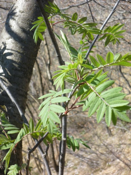 Sorbus aucuparia 06 - San Defendente 2011.jpg