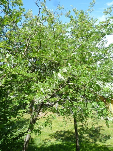 Sorbus aucuparia 13 - Monte alto 2011.jpg