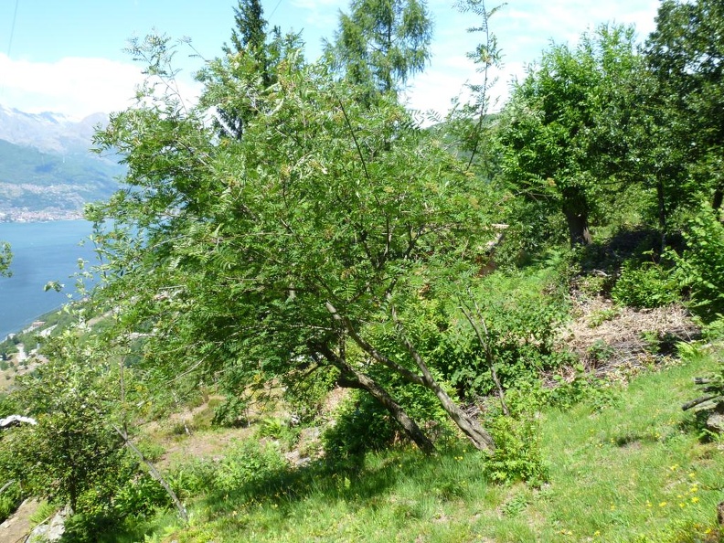 Sorbus aucuparia 19 - Monte alto 2011.jpg