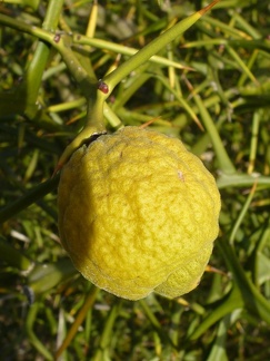 Arancio trifogliat