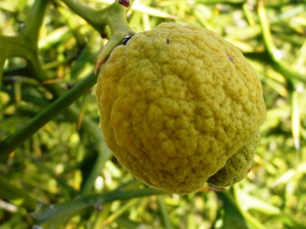 Arancio trifogliat